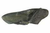 Partial Fossil Megalodon Tooth - South Carolina #125254-1